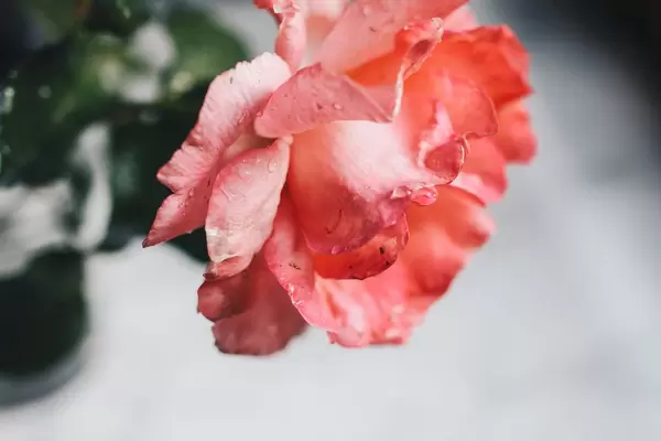 Close up of pink rose with water drops. Summer rain.