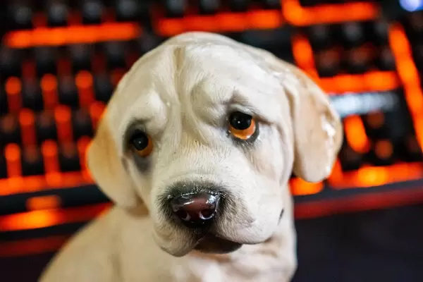 Close up of puppy figurine with backlit background