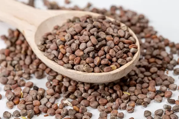 Close-up of radish seeds in a wooden spoon (Flip 2020)