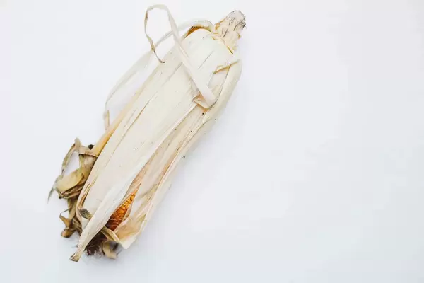 Close up of raw corn on white background