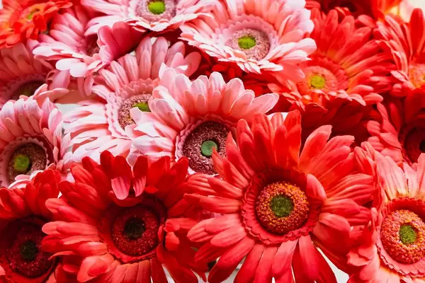 Close up of red flowers on display