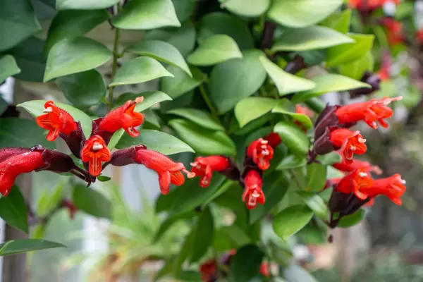 Close Up of Red Tubular Flowers of a Firecracker Plant