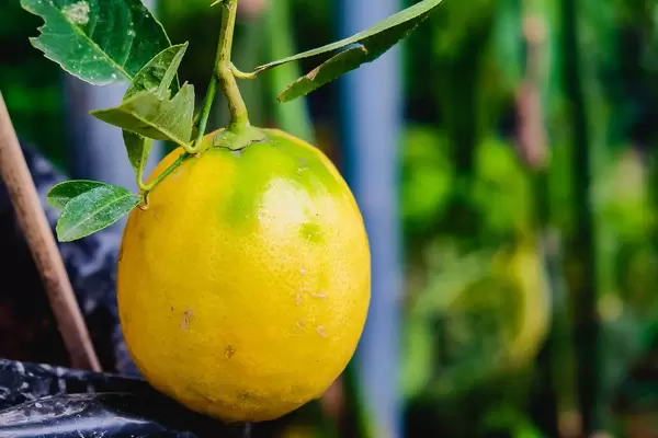Close up of small ripe lemon (Flip 2019)