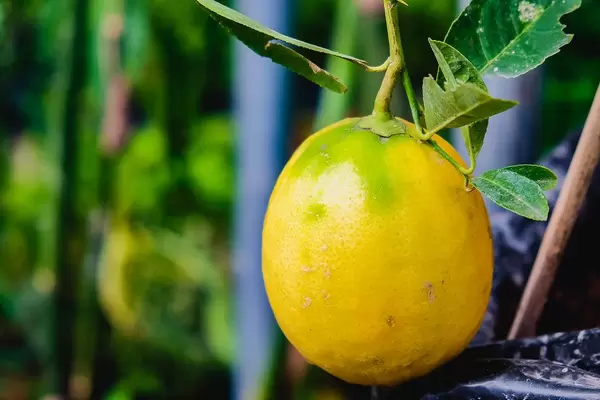 Close up of small ripe lemon