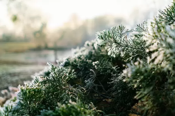 Close up of spruce tree covered in powdered snow