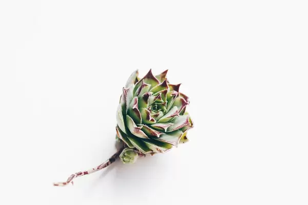 Close up of succulent flower with а root