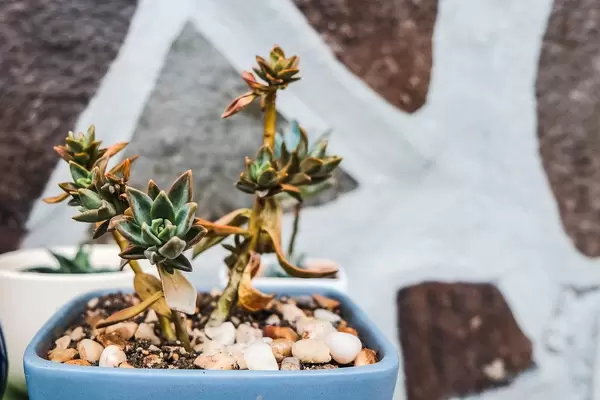 Close up of succulent plant in blue pot