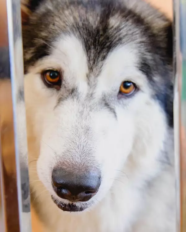 Close up of the alaskan malamute pup (Flip 2019)