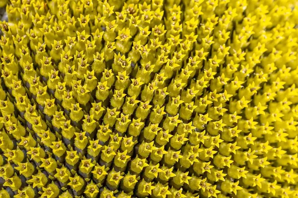 Close-up of the middle of a sunflower flower (Flip 2019)