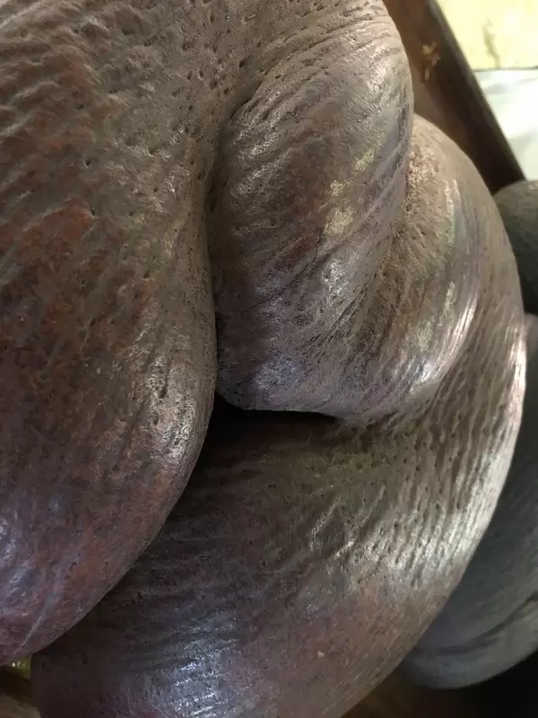 Close up of the reproduction of the palm nut "Coco de Mer" at Vallée de Mai in Praslin, Seychelles