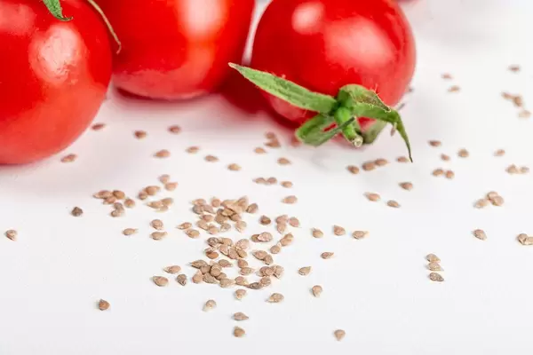 Close-up of tomato seeds and fresh tomatoes