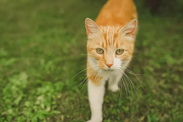 Close Up Of Walking Cat (Flip 2019)