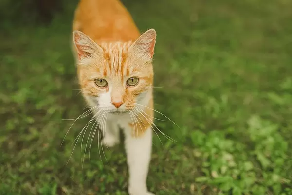 Close Up Of Walking Cat