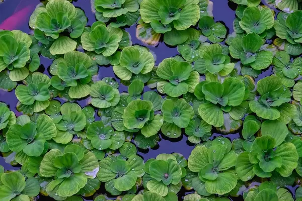 Close up of water lillies floating  (Flip 2019)