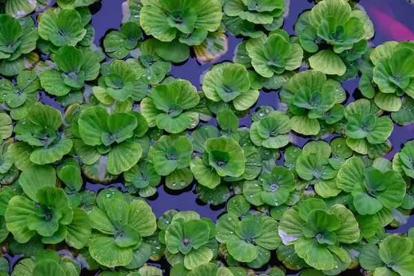 Close up of water lillies floating