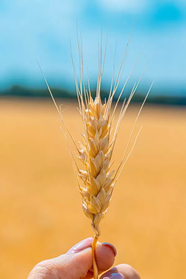 Close-up of wheat ears in hand