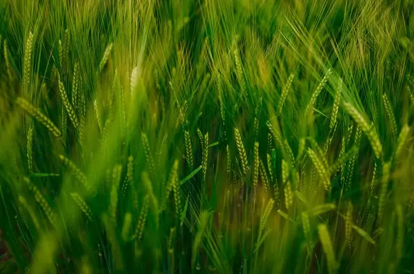 Close Up Of Wheat In Summer Meadow