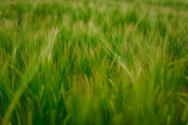Close Up Of Wheat Meadow