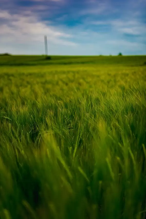 Close Up Of Wheat Pattern In Countryside Meadow