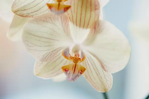 Close Up Of White Orchid On White Background (Flip 2019)