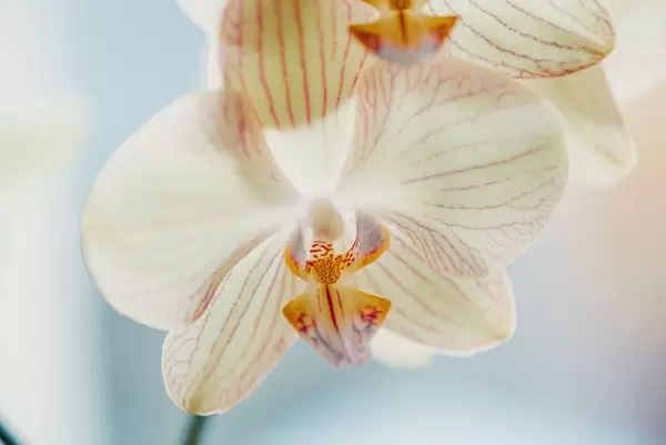 Close Up Of White Orchid On White Background