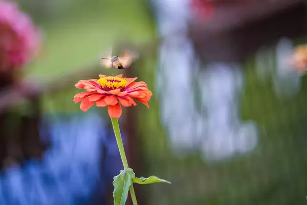 Close up on a Big Butterfly Approaching the Flower