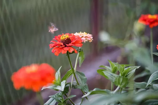 Close up on a Big Butterfly Flying Around the Flower