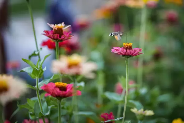 Close Up on a big Butterfly in the Garden of Flowers
