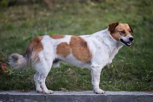 Close up on a Dog Standing on the Concrete Path in the Field