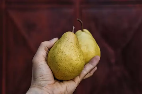 Close Up on a Hand Holding Ripe Pears