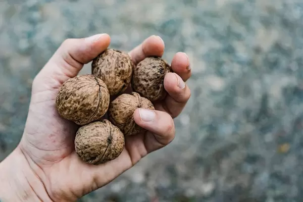Close up on a Hand With Walnuts