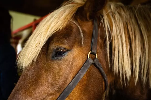 Close up on a horse's eye