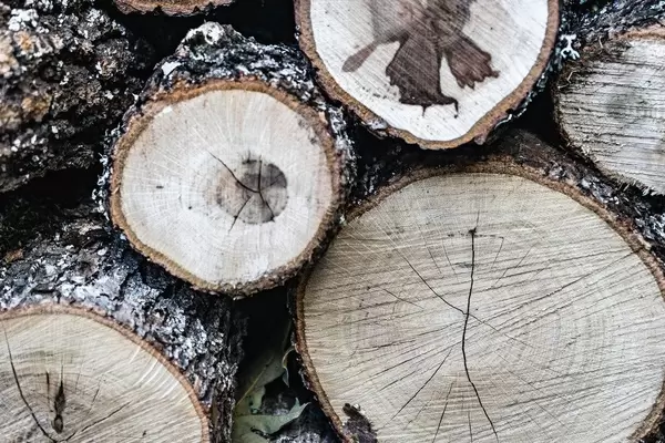 Close Up on a Pile of Firewood