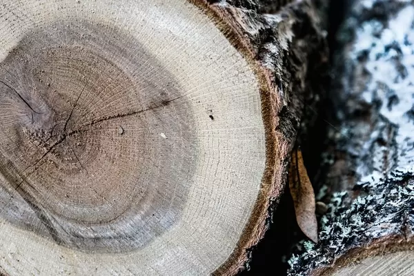 Close Up on a Pile of Logs