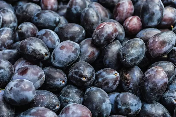 Close Up on a Pile of Ripe Plums