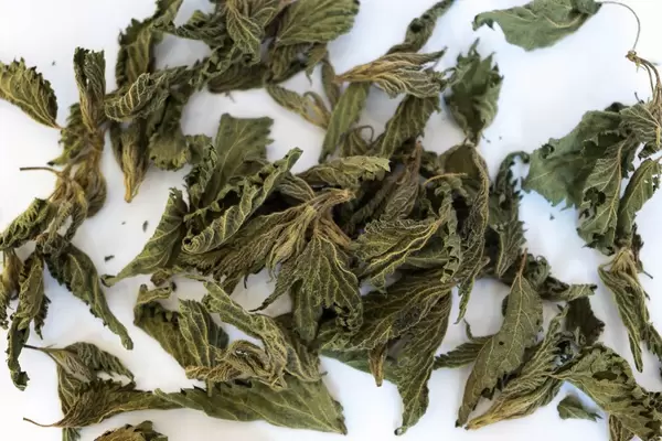 Close Up on Dry Nettle Leaves on the White Background