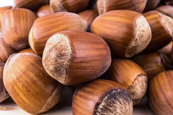 Close up on pile of Hazelnuts