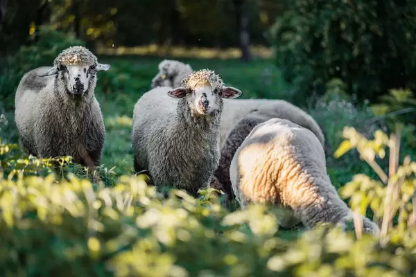 Close Up on Sheeps Looking at the Camera