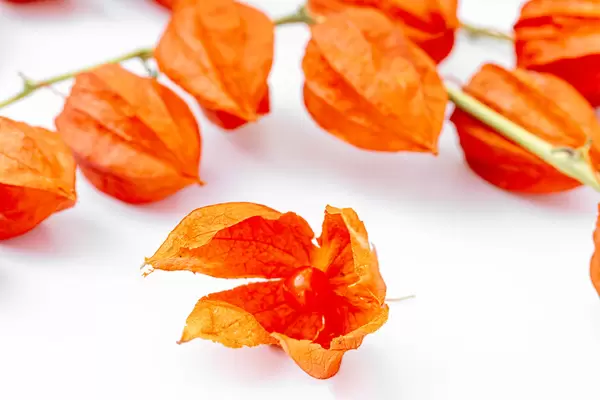 Close up, open winter cherry or physalis