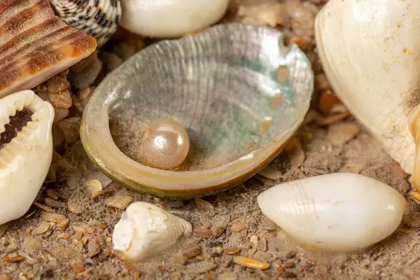 Close-up, pearl in a shell