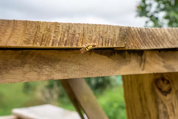 Close Up Photo of a Black and Yellow Caterpillar on a Wooden Table