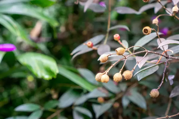 Close Up Photo of Branches of Princess Flower Plants