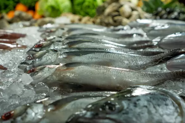 Close Up Photo of Fresh Amberjack Fish on Crushed Ice with Mussels and other Seafood in the Background on a Barbecue Street Food Cart at a Night Market in Vietnam