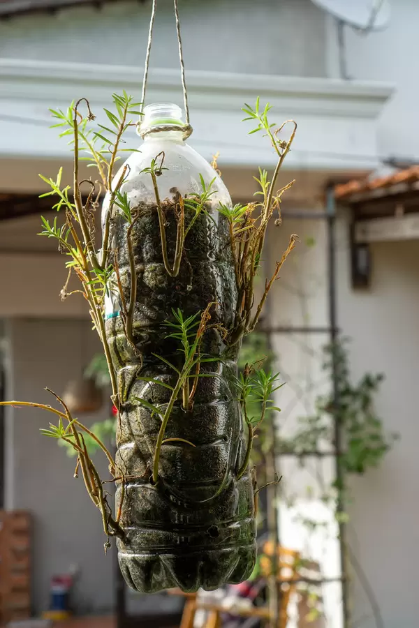 Close Up Photo of Hanging Plastic Water Bottle with Holes filled up with Soil to grow Plants for Recycling