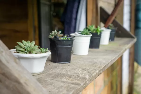 Close Up Photo of Miniature Plant Pots on a Wooden Windowsill