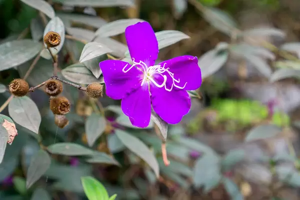 Close Up Photo of Purple Princess Flower with Plants in the Background
