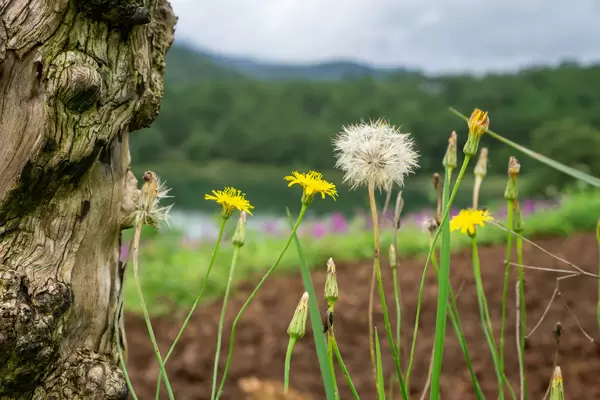 Close Up Photo of White and Yellow Dandelion next to a Tree Trunk