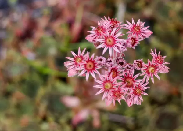 close up Pink flower