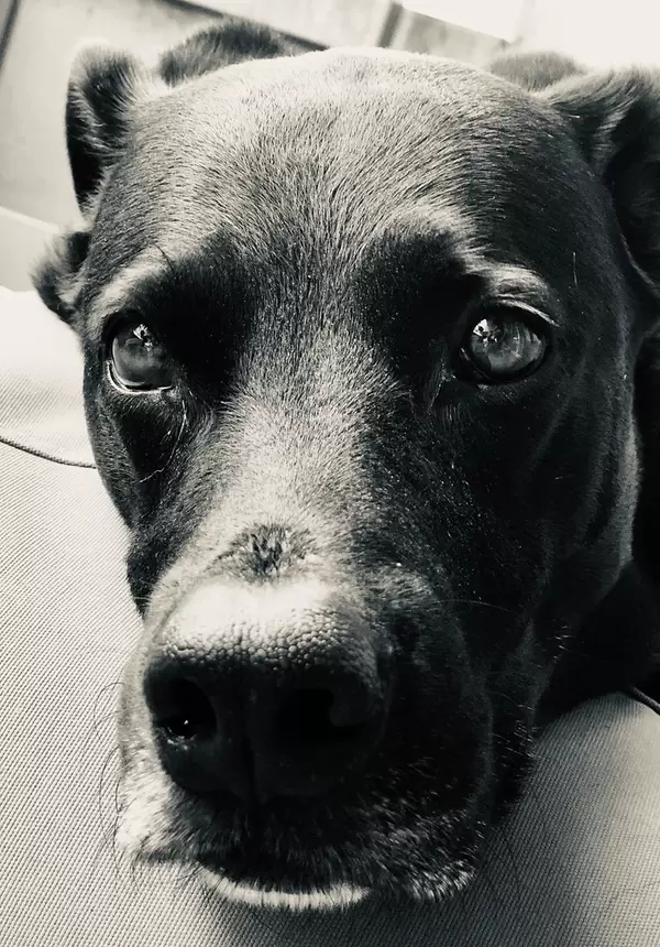 Close-up portrait of black dog looking straight in the camera with a very intense expression