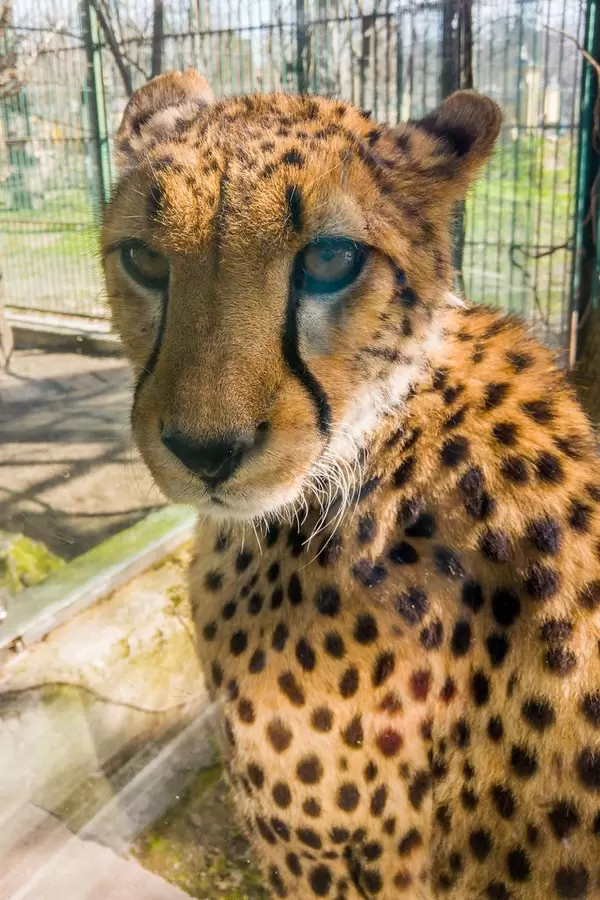 Close-up portrait shot of a cheetah at a zoo  Flip 2019
